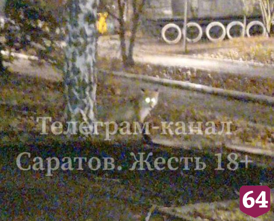 Саратовцы просят не обижать гуляющих по улицам лис