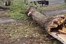 Деревья обрушились в двух скверах Энгельса 