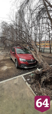 В Саратове дерево раздавило иномарку