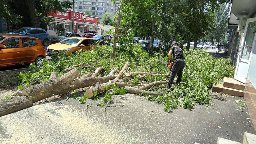 В Саратове в грозу повалило 32 дерева 