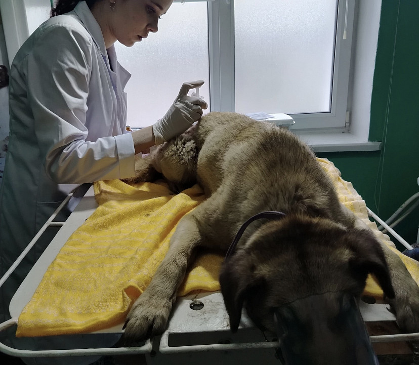 Саратовские ветеринары спасли жизнь Симбе с огромным укусом 