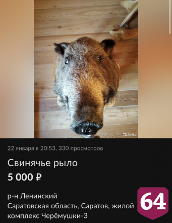 В Саратове для обольщения женщин советуют голову мертвой свиньи