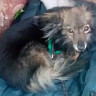 Саратовцы ищут дом посаженному на цепь 4-килограммовому Малышу