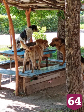 Саратовцы пожаловались на «собачью оккупацию» 