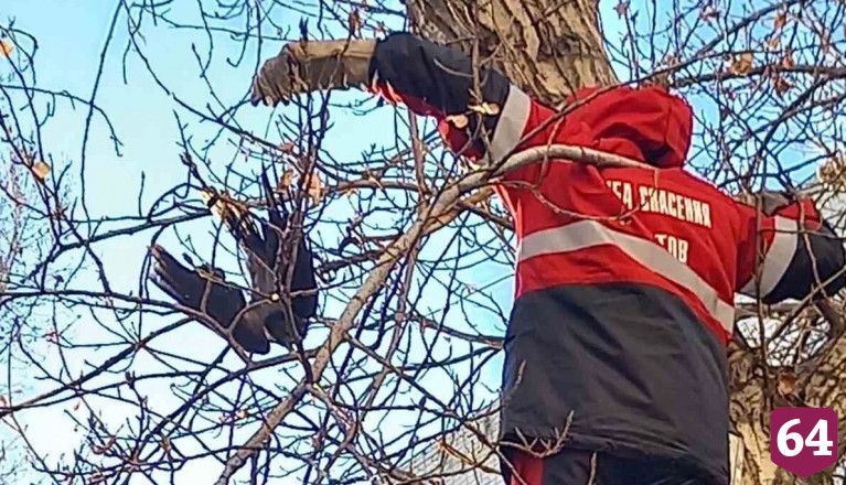 Спасатели освободили застрявшую на дереве в центре Саратова птицу