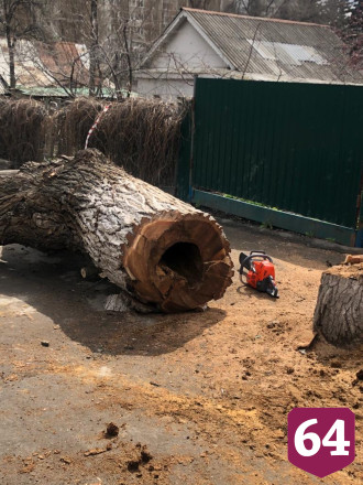 В Саратове на смену спиленным высадят 1000 деревьев 