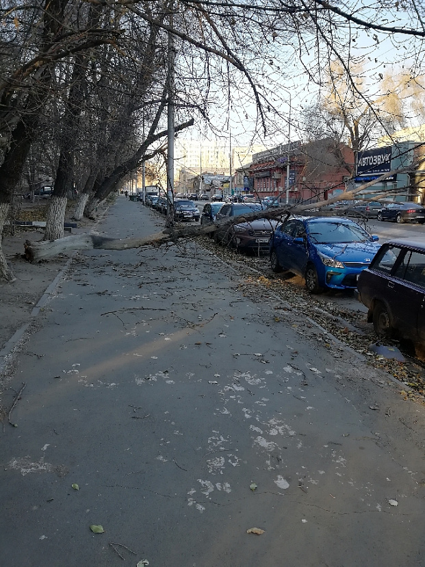  В Саратове дерево рухнуло на иномарку