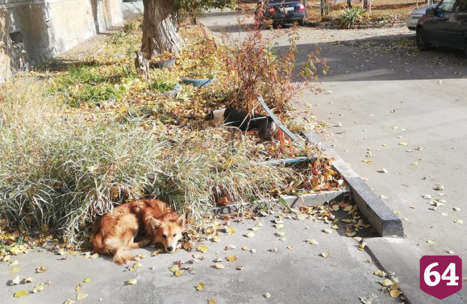 Чиновники назвали дату отлова бродячих собак на Огородной