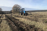 Под Саратовом высадили 200 гектаров леса 