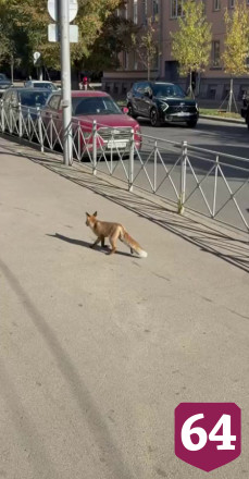 По центру Саратова разгуливала лисица