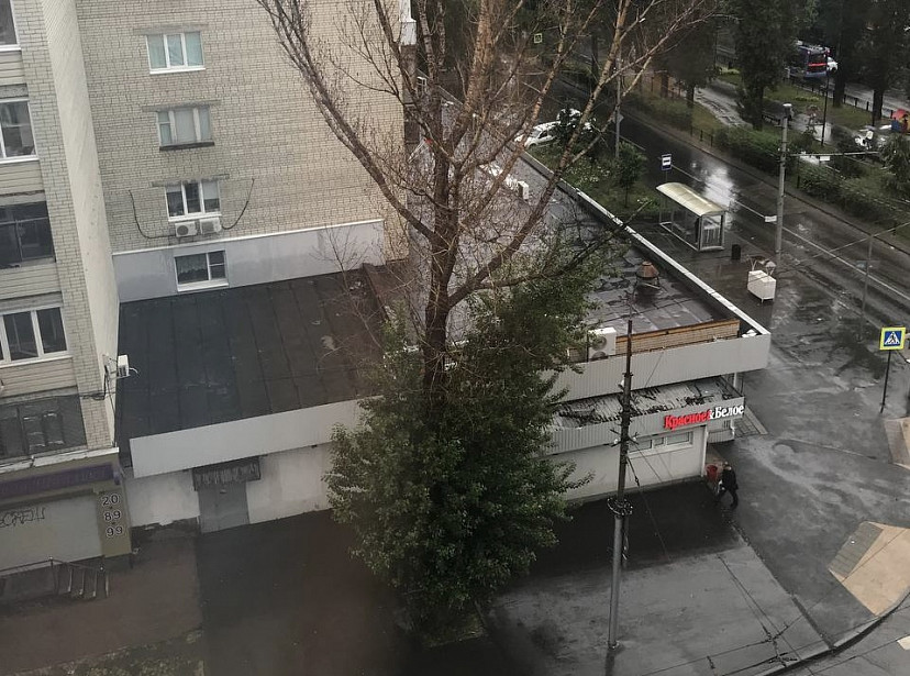 Жители боятся падения старого тополя в центре Саратова