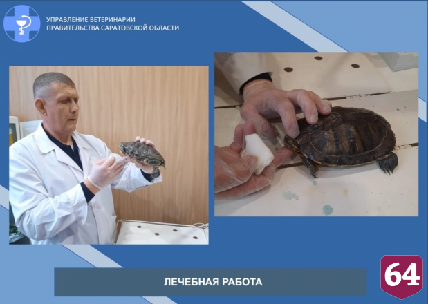 Саратовские ветеринары помогли черепахе с больными глазами