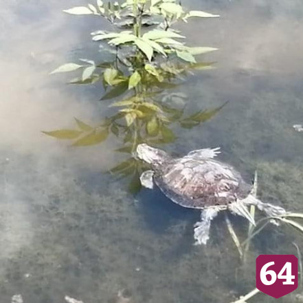 В пруд около сквера Марины Расковой вернулись черепахи