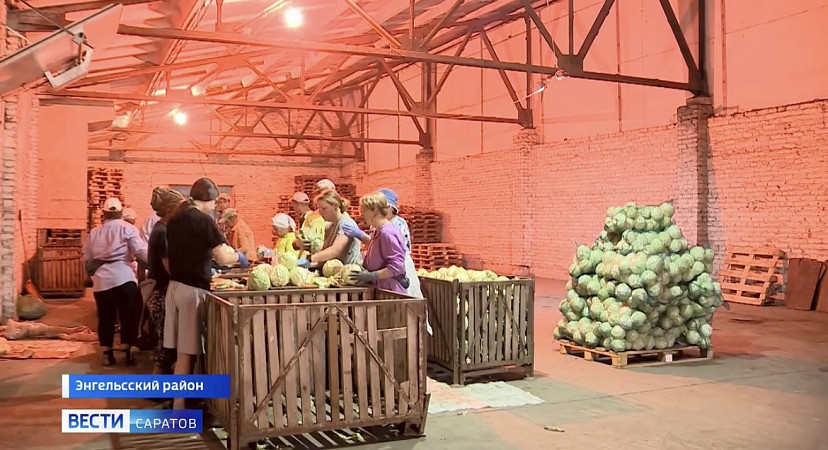 В Саратовской области собрали 550 тонн огурцов, кабачков и капусты