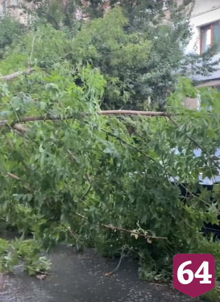 В Саратове из-за коммунальной аварии дерево рухнуло на машину
