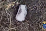 В поле под Саратовом нашли крупную партию синтетики и задержали закладчика