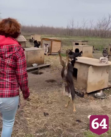 История бездомного пса до слез тронула силача из Саратова