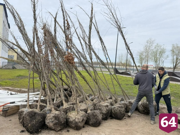 В Саратовской области на набережной высадят 400 деревьев и кустарников