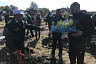 Под Саратовом высадили 2000 сеянцев сосны