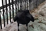 В парке Саратова поселился говорящий ворон 