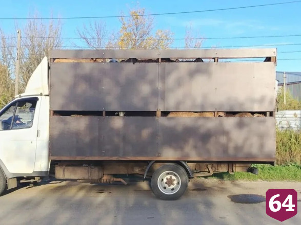 В Нижний Новгород из Саратовской области не выпустили отару овец 