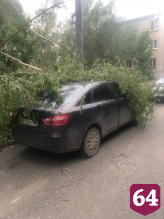 В Саратове рухнувшее дерево почти неделю провисело на проводах