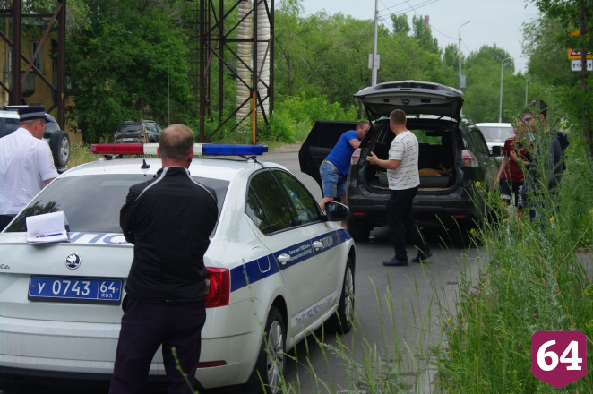В Саратове бездомные собаки загнали косулю под автомобиль
