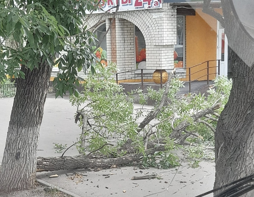 В Саратове пешеходы едва успели отбежать от упавшей ветки 