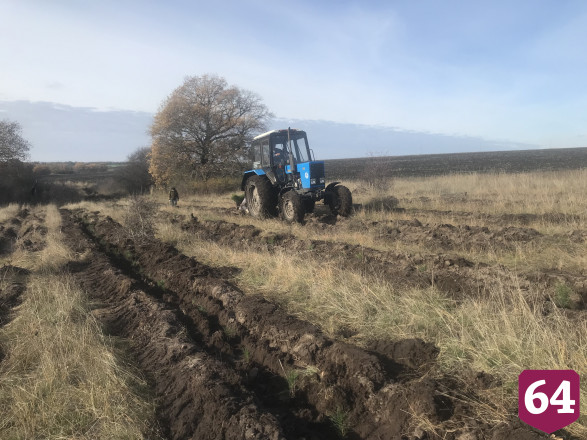 В Саратовской области высадили 2500 гектаров леса