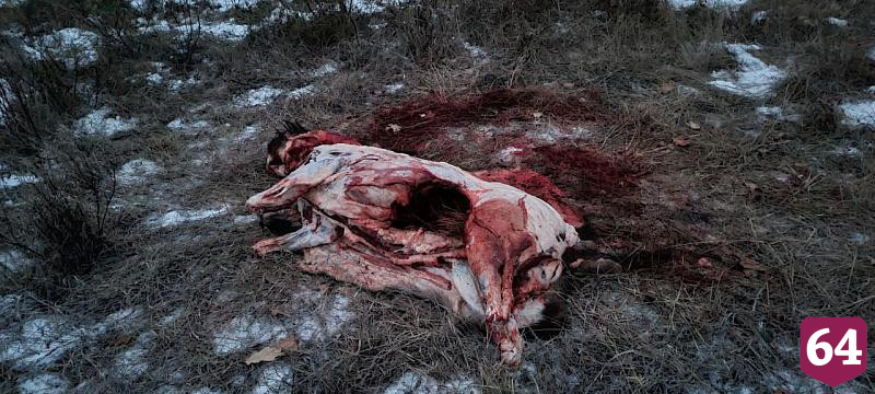 Саратовские полицейские задержали чиновника из Волгограда за убийство кабана