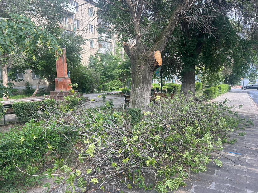 В сквере Саратова на подростка рухнула ветка дерева