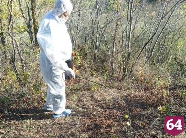 Под Саратовом сожгли кабанов с чумой 