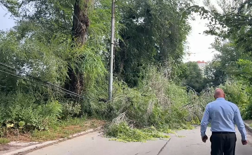 В Саратове упавшее из-за сильного ветра дерево перекрыло движение 