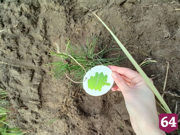 Саратовцы за день высадили более 2 тысяч сосен
