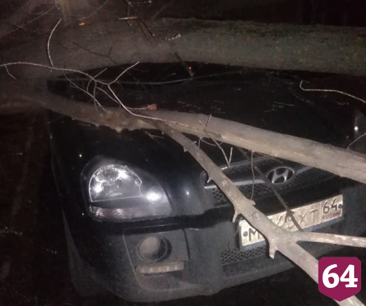 На Беговой дерево упало на внедорожник 