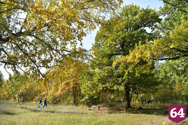 Саратовцы похвастались губернатору грибами на Кумысной поляне