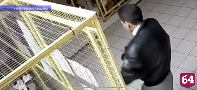Житель Саратова украл с выставки породистого кота