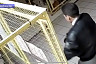 Житель Саратова украл с выставки породистого кота