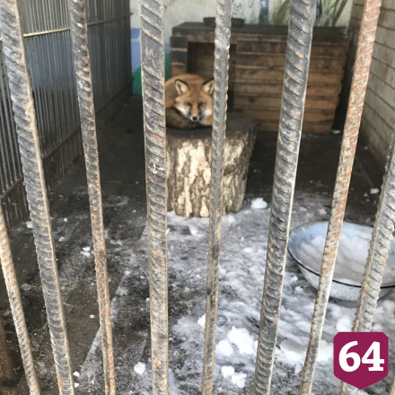 В саратовском парке медведь спит зимой под одеялами