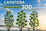В Саратове высадят 300 крупномеров