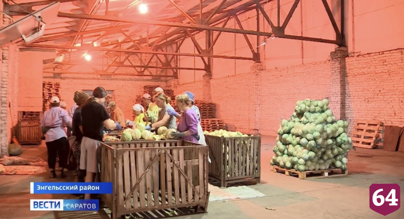 В Саратовской области собрали 550 тонн огурцов, кабачков и капусты