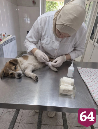 Саратовские ветеринары спасли собаку Люсю с рваным боком