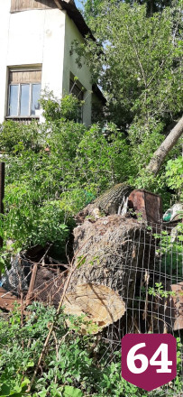 В Саратове обрушившееся дерево повисло над дорогой