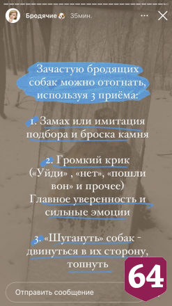 Саратовский кинолог озвучила правила поведения с бродячими собаками