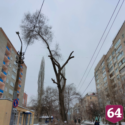 Жителей возмутил вид дерева в центре Саратова после опиловки
