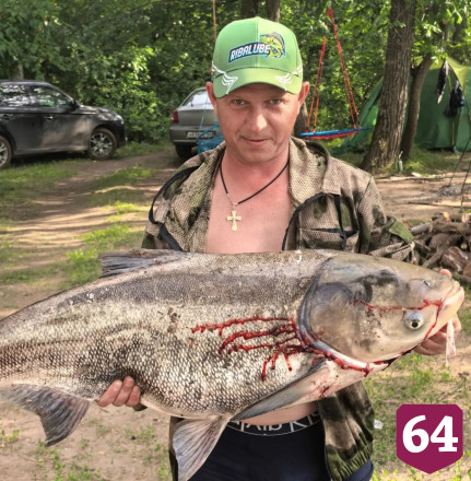 Саратовские рыбаки ловят на Волге огромных толстолобов