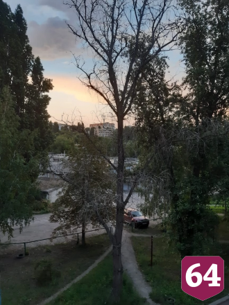 Жители Саратова боятся падения мертвого дерева