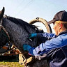 Алексей Балалаев озвучил значимость профилактической вакцинации животных