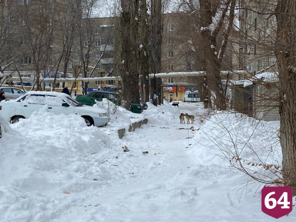 Жители пожаловались на горы мусора у дома и бродячих собак