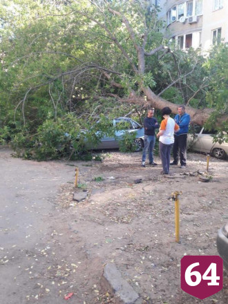 В Саратове ветер повалил дерево на 2 автомобиля